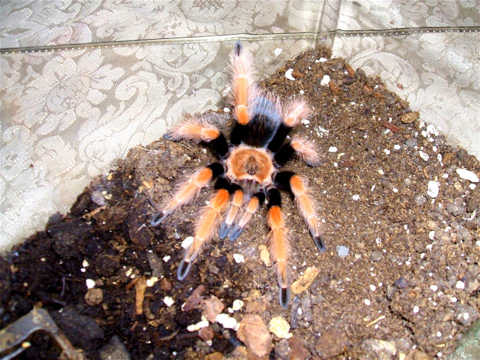 picture of a female Brachypelma boehmei
