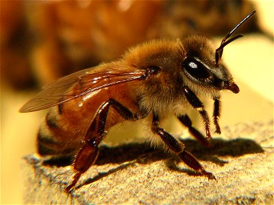 Italian or Ligurian honeybee (Apis mellifera ligustica) worker.Photo taken with a Panasonic Lumix DMC-FZ50 (with a Tiffen +4 Dioptic Lens) in Caldwell County, NC, USA.
