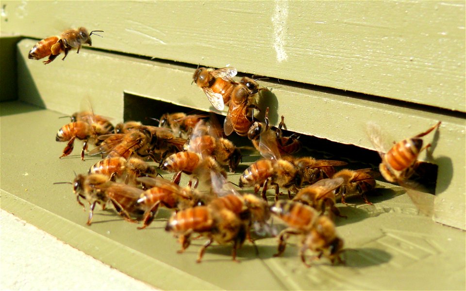 Italian honeybees (Apis mellifera ligustica) and a typical afternoon at the hive entrance. Many of the workers gathered around the entrance are 'fanning', which distributes a powerful homing pheromone