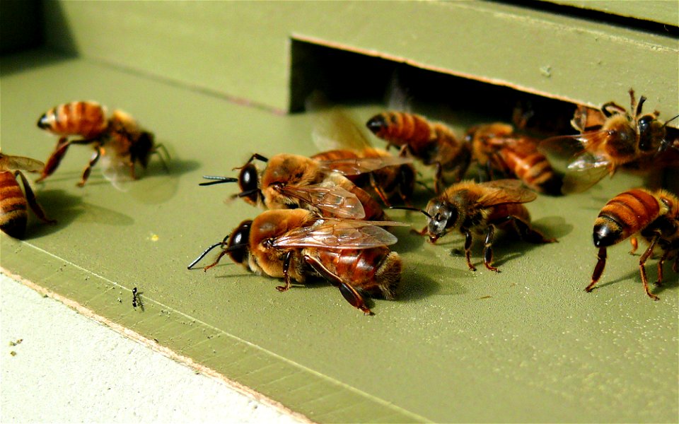 Two Italian honeybee (Apis mellifera ligustica) drones surrounded by worker bees at the hive entrance. Drones are the only males in a honeybee colony, and are easily distinguished by their large size,
