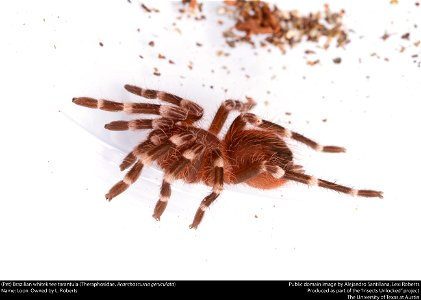(Pet) Brazilian whiteknee tarantula (Theraphosidae, Acanthoscurria geniculata)
Name: Loon. Owned by L. Roberts






This image was created as part of the Insects Unlocked project at the University of