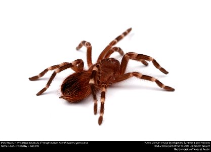 (Pet) Brazilian whiteknee tarantula (Theraphosidae, Acanthoscurria geniculata)
Name: Loon. Owned by L. Roberts






This image was created as part of the Insects Unlocked project at the University of