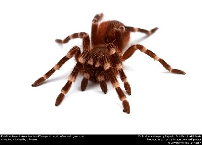 (Pet) Brazilian whiteknee tarantula (Theraphosidae, Acanthoscurria geniculata)
Name: Loon. Owned by L. Roberts






This image was created as part of the Insects Unlocked project at the University of