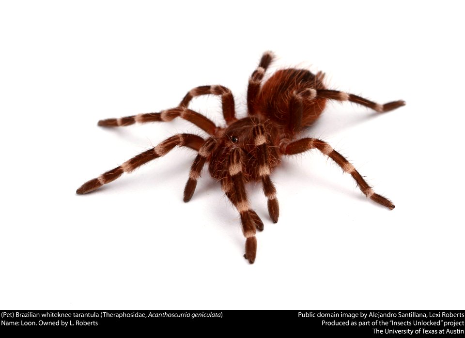 (Pet) Brazilian whiteknee tarantula (Theraphosidae, Acanthoscurria geniculata)
Name: Loon. Owned by L. Roberts






This image was created as part of the Insects Unlocked project at the University of