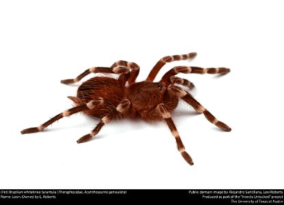 (Pet) Brazilian whiteknee tarantula (Theraphosidae, Acanthoscurria geniculata)
Name: Loon. Owned by L. Roberts






This image was created as part of the Insects Unlocked project at the University of