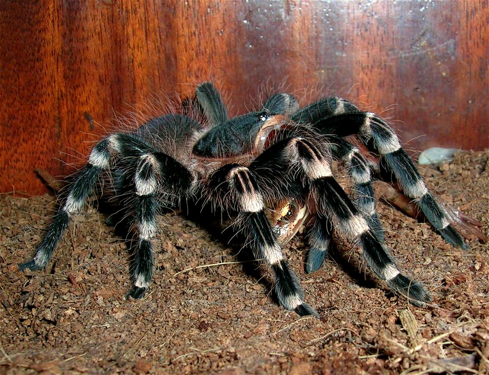 en:Acanthoscurria geniculata L10 eating a small frog