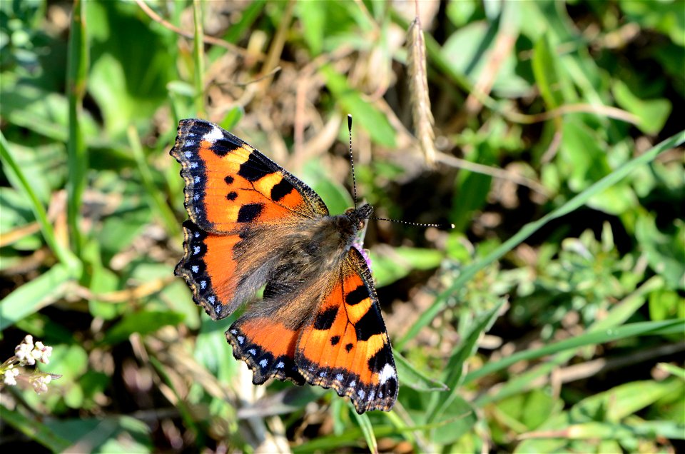 Aglais in Lilienfeld, Lower Austria