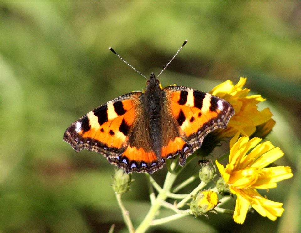 Small Tortoiseshell (Aglais urticae) in Haukipudas, Finland.