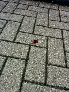 Butterfly on street 2 photo