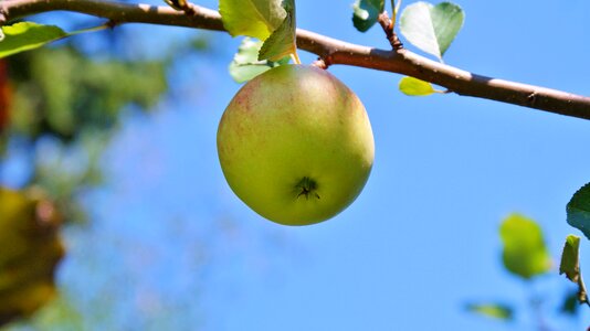 Branch vitamins sweet