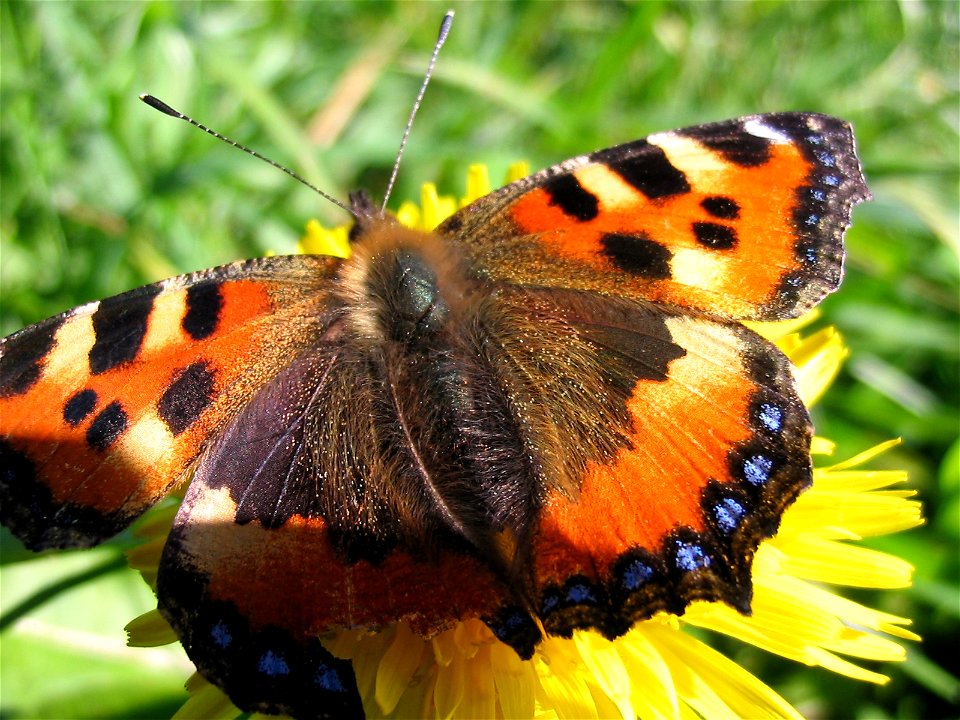 scalp pieces of butterfly