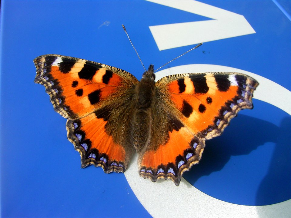 This photo shows Aglais urticae