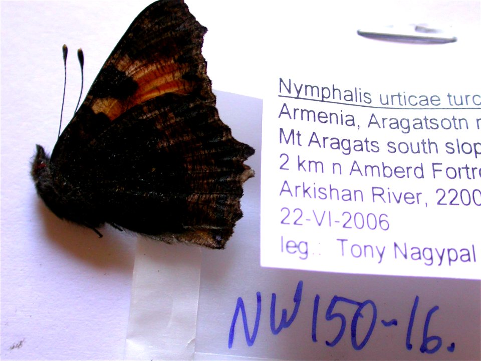 ARMENIA.  Aragatsotn marz, Mt Aragats south slope, 2 km N Amberd Fortress, Arkishan River,    <a href="http://nymphalidae.utu.fi/story.php?code=NW150-16" rel="nofollow">see in our database</a