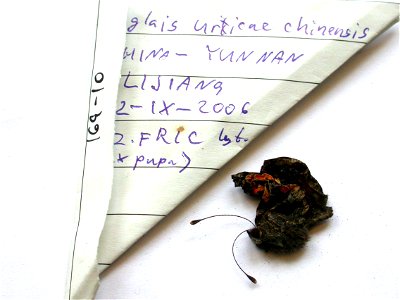 CHINA. Yunnan, Lisiang, <a href="http://nymphalidae.utu.fi/story.php?code=NW169-10" rel="nofollow">see in our database</a> photo