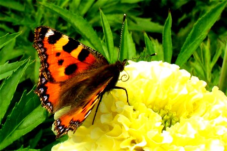 A small tortoiseshell, taken by me on the 21st of June 2007. photo