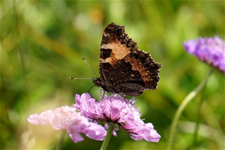 Side view of Small tortoiseshell (Aglais urticae) with its wings closed on Scabiosa columbaria. photo