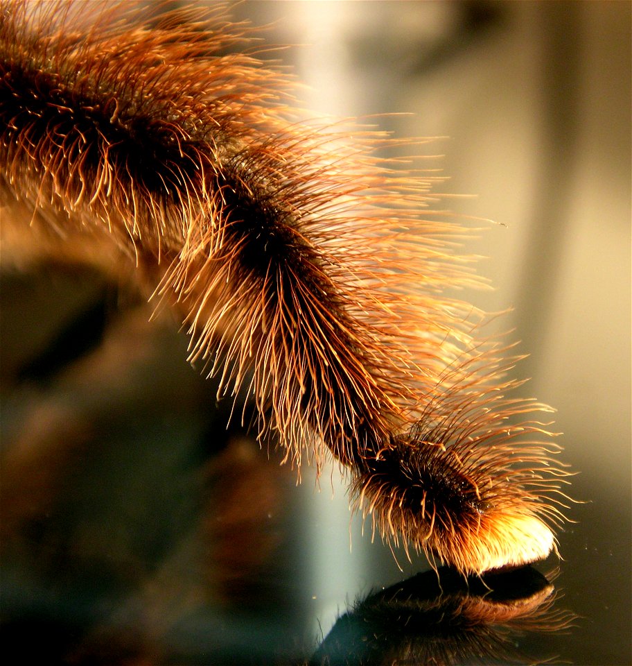 Avicularia Metallica Toe