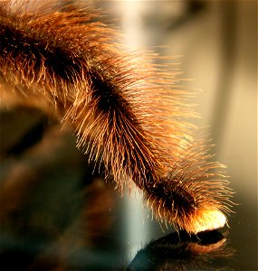 Avicularia Metallica Toe