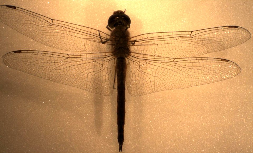 adult