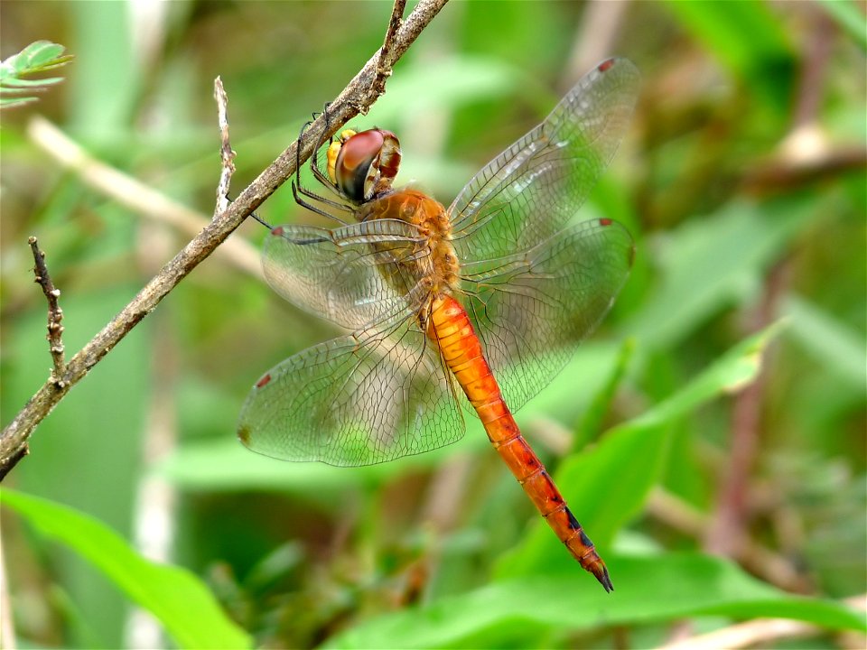 Pantala flavescens, the Globe Skimmer or Wandering Glider, is a wide-ranging dragonfly of the family Libellulidae. This species and Pantala hymenaea, the "Spot-winged Glider", are the only members of 