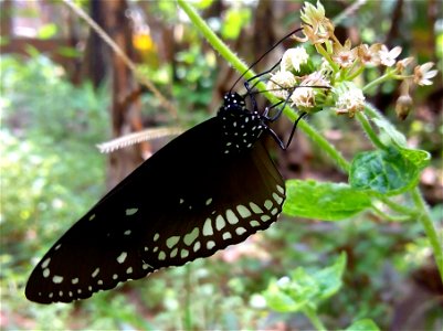 Common Crow  അരളിശലഭം