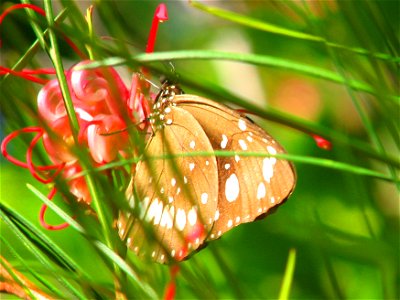 Common Australian Crow Butterfly found in Central Queensland, Australia
