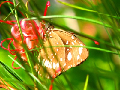 Common Australian Crow Butterfly found in Central Queensland, Australia photo