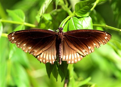 Common Crow (Euploea core)