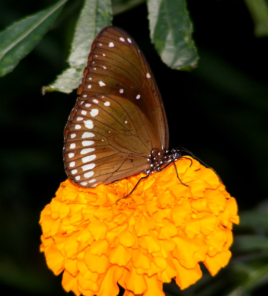 Common India Crow _ Euploea core
