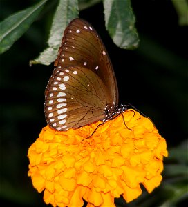 Common India Crow _ Euploea core