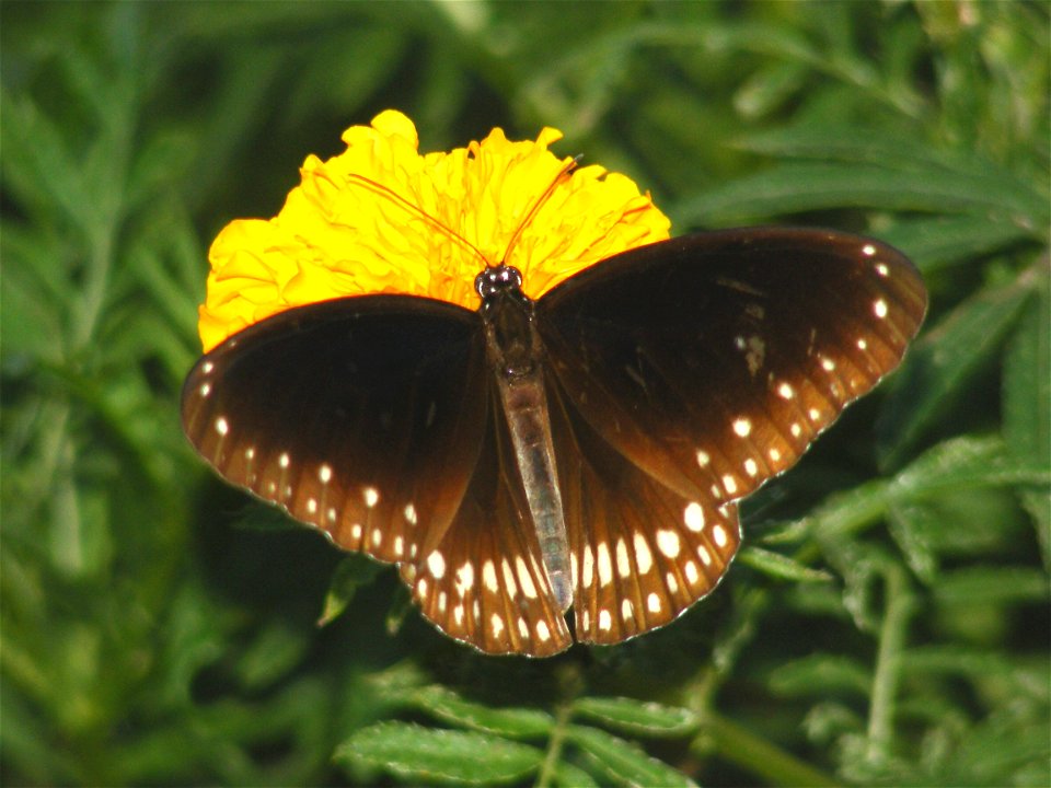 Common India Crow _ Euploea core