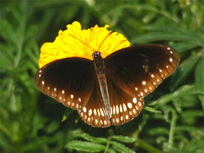 Common India Crow _ Euploea core