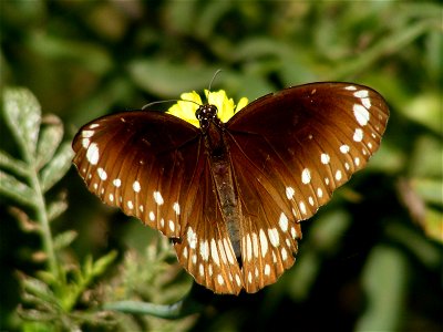 Common India Crow _ Euploea core photo