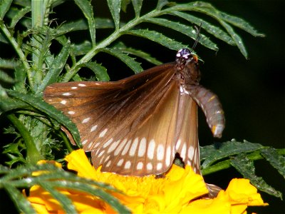 its a gesture by a female when a male butterfly is approached