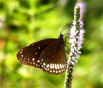 Common Indian crow_Euploea core photo