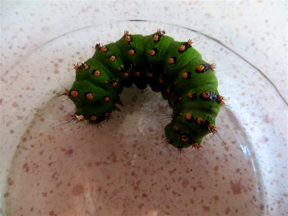 Emperor Moth Caterpillar