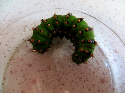 Emperor Moth Caterpillar