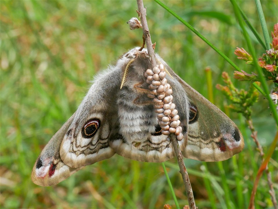 Saturnia pavonia, female with eggs Deutsch:  Kleines Nachtpfauenauge mit Gelege im Landschaftsschutzgebiet Höpener Heide und Höpener Berg, Schneverdingen