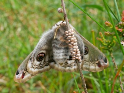 Saturnia pavonia, female with eggs Deutsch:  Kleines Nachtpfauenauge mit Gelege im Landschaftsschutzgebiet Höpener Heide und Höpener Berg, Schneverdingen