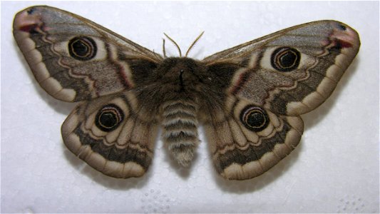 Saturnia pavonia