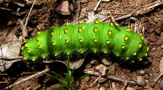 Saturnia pavonia caterpillar [a first stage) in the wild, Castelltallat, Catalonia