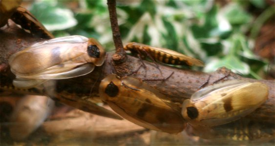 Giant cockroaches (w:Blaberus giganteus) at the w:Buffalo Zoo