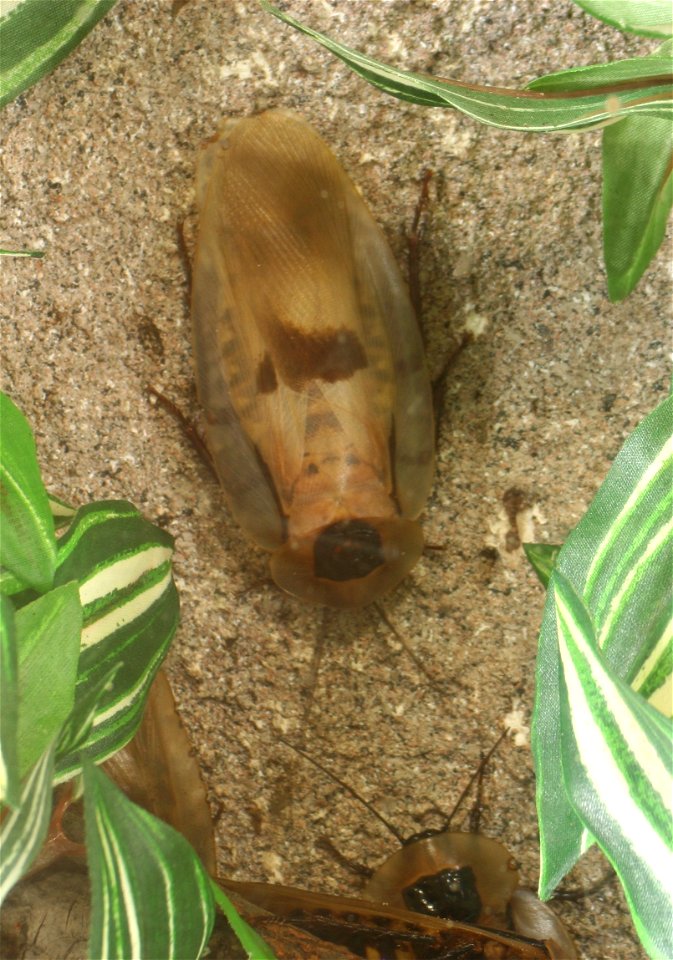 Giant cockroach (Blaberus giganteus) at the w:Buffalo Zoo