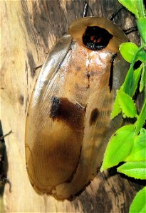 Giant Brazilian Cockroach Blaberus giganteus in close up (Bug World, Bristol Zoo, England).
