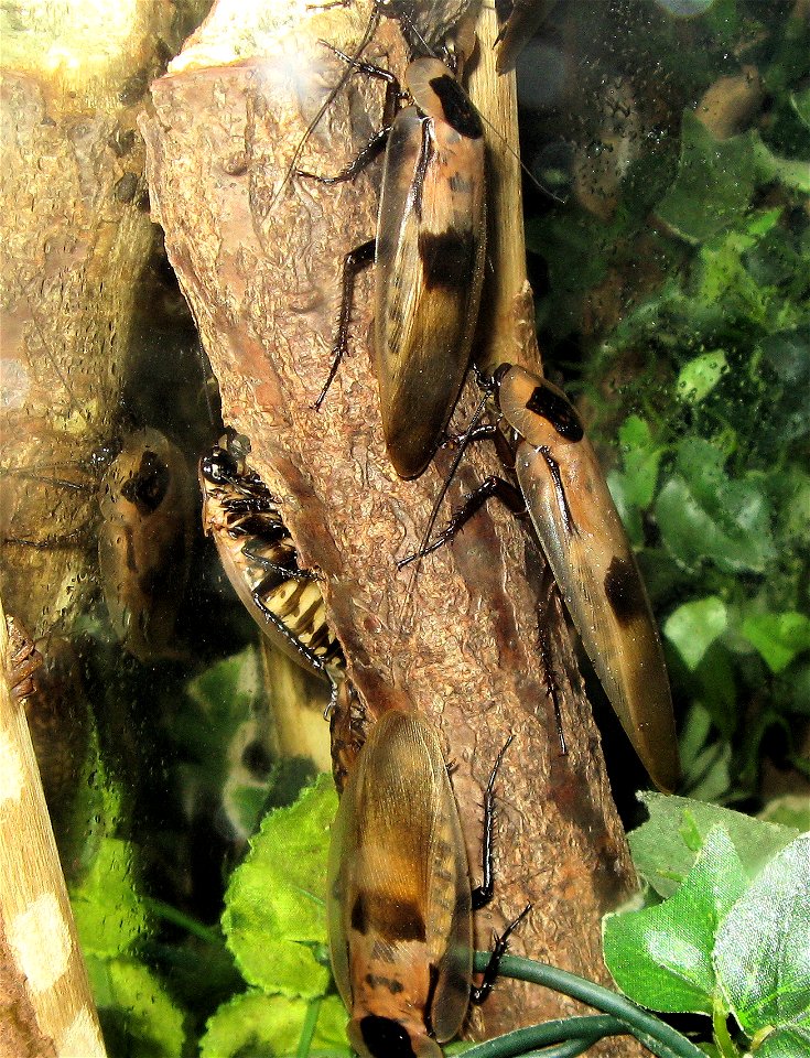 Giant Brazilian Cockroach Blaberus giganteus in Bug World at Bristol Zoo, England.