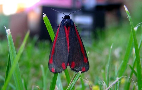 Cinnabar moth photo