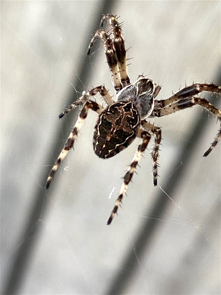 Grey Cross Spider (Larinioides sclopetarius)