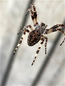 Grey Cross Spider (Larinioides sclopetarius)