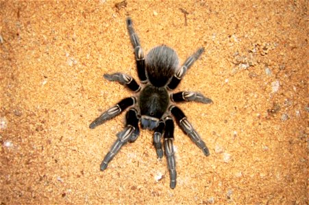 An image of a Tarantula, I believe it is of a Chilean Rosehair. It is an adult female of Aphonopelma seemanni, a Central American species that ranges from Northeastern Costa Rica through Nicaragua int
