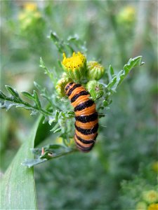 Cinnabar moth (Tyria jacobaeae) photo